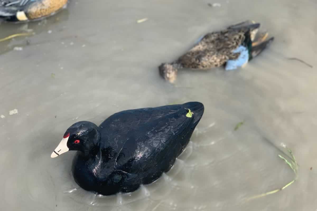 coot_field-1